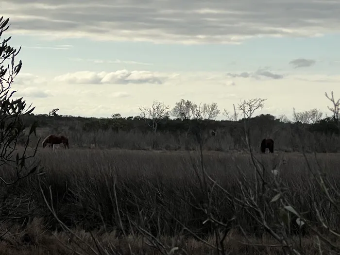 TIngles Island Camp, Assateague National Park 1