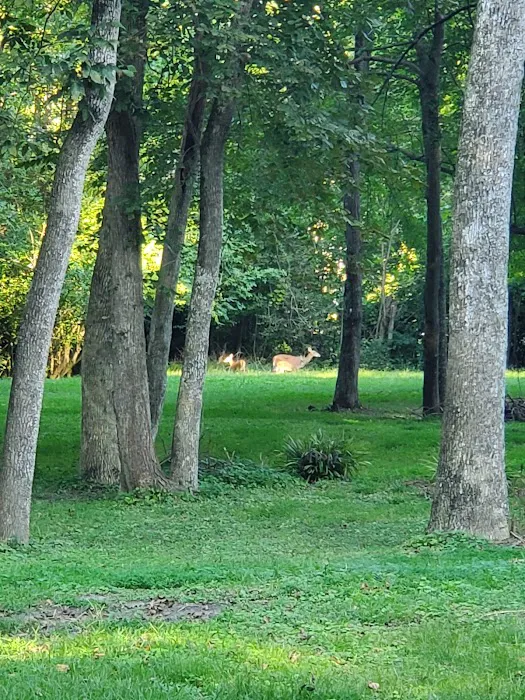 Carter's Cove Campground 8