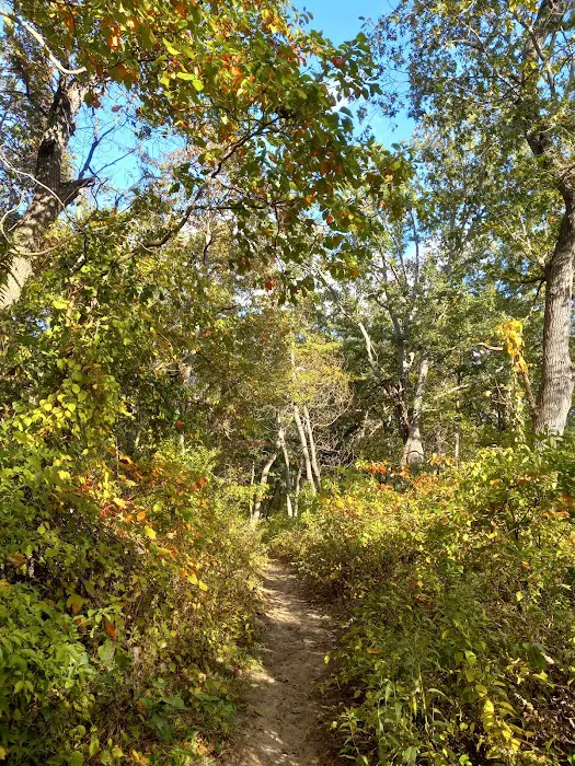 Central Avenue Walk-in Campsites 8