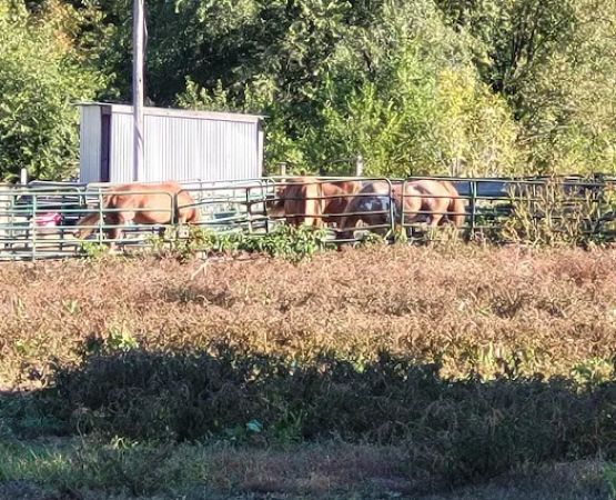 KLos Ranch