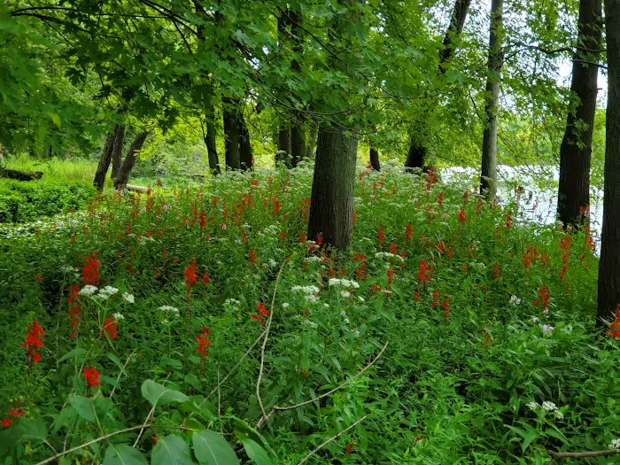 Lake Alexander Campground 7