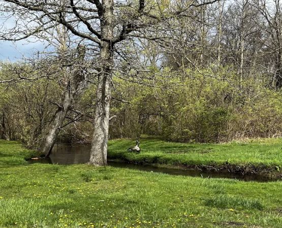 Spaulding Lake Campground