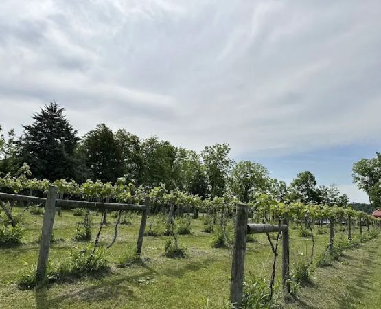 Fallen oak campground and vineyard llc