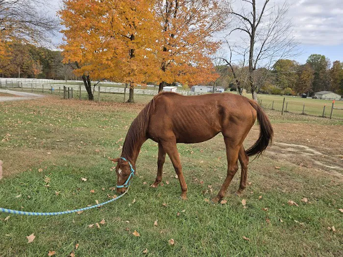 SILVER FEATHER ACRES 4