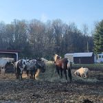 SILVER FEATHER ACRES