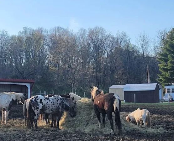 SILVER FEATHER ACRES