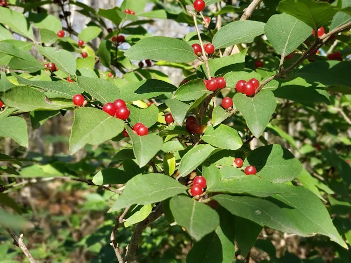 Shawnee Mission Park Campsite & Youth Camp 2 7