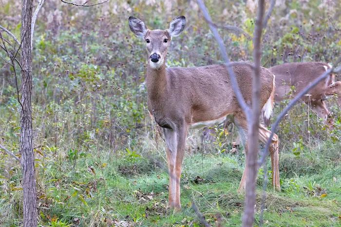 Sanders Park Campground 2