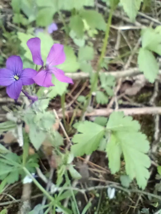 Pike Lake Backpacking Campsites 2