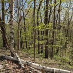 New Prospect Horseriders' Camp