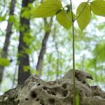 Greenbush Campground