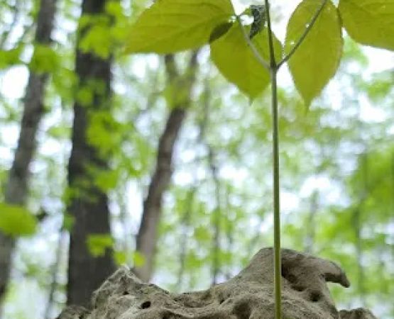 Greenbush Campground