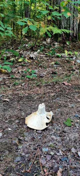 Firefly Lake Campground 1