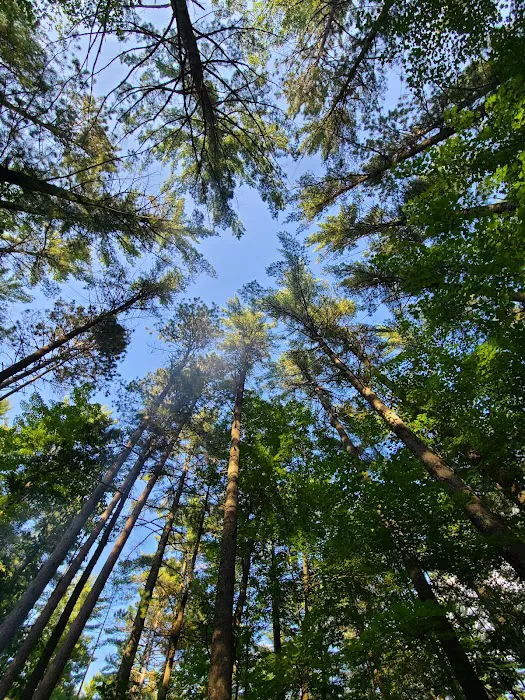 Firefly Lake Campground 8