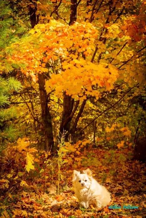 North Trout Lake campground 3