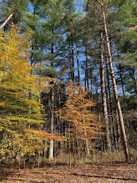 Dry Creek Pines 0
