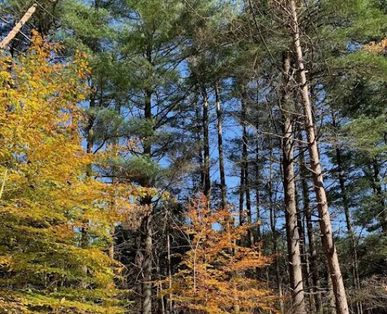 Dry Creek Pines