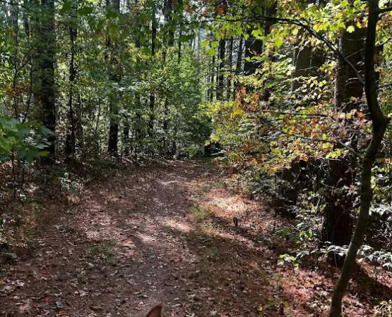 Zaleski State Forest Horse Camp