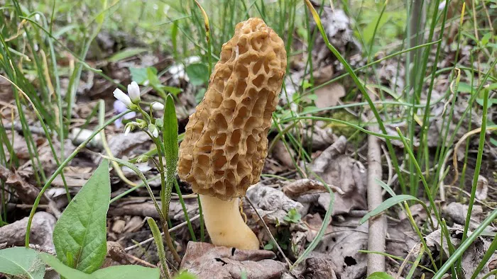 Camp Shroom Hocking Hills 9