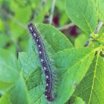 West Backpack Campsites