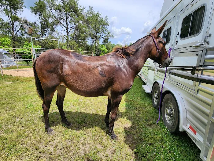 Ukarydee Equestrian Camping 9