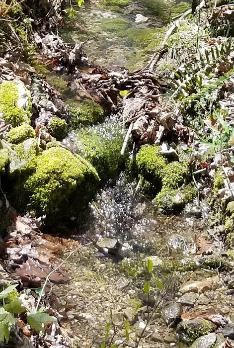 Crystal Recreation Area 1
