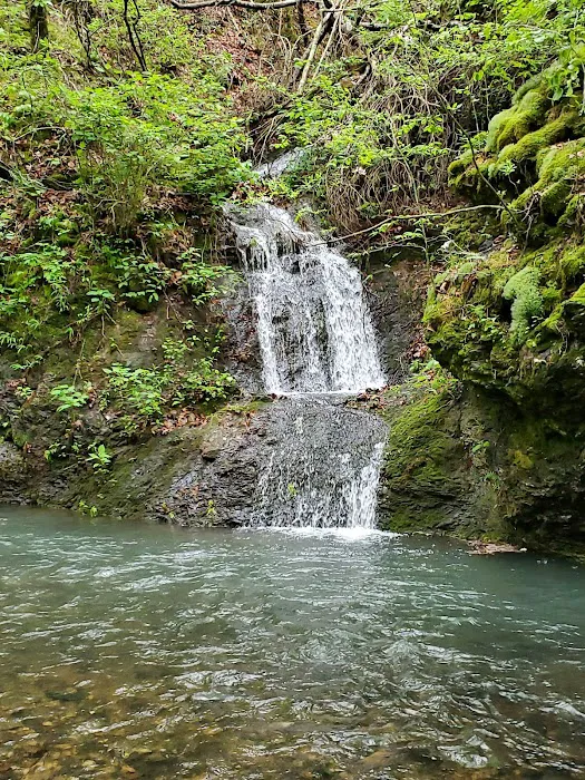 Bard Springs 5