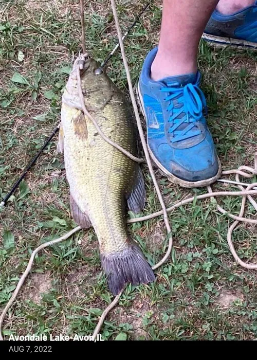 Avondale Lake 3