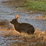 Waukon City Campground