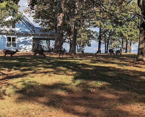 Mount Nebo Campground