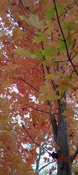 Chippewa Campground 7