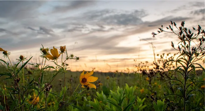 Champaign County Forest Preserve District 2