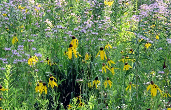 Champaign County Forest Preserve District 8
