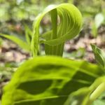 Tall Timber Tent Campground