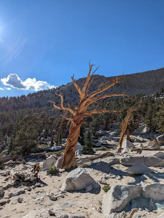 Cottonwood Pass Trailhead Campground 6