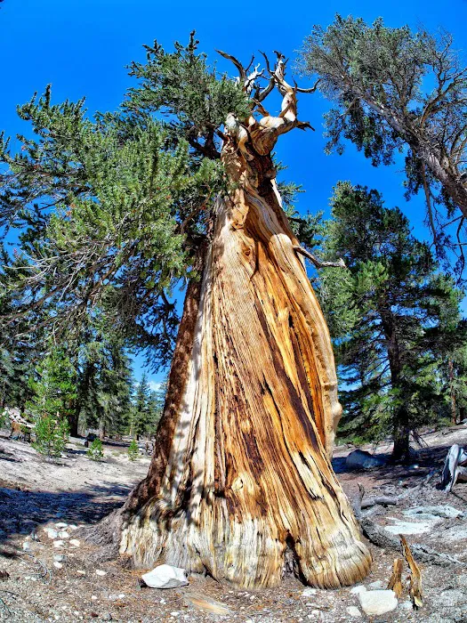 Cottonwood Pass Trailhead Campground 1