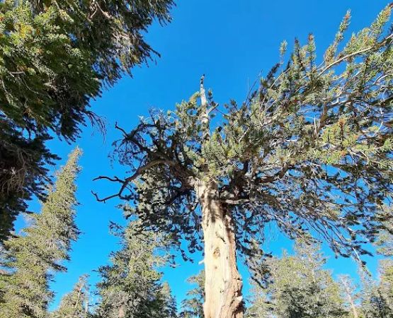 Cottonwood Lakes Walk in Campground