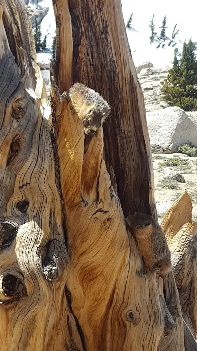 Cottonwood Lakes Walk in Campground 5