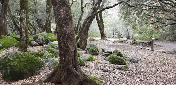Wishon Campground 4