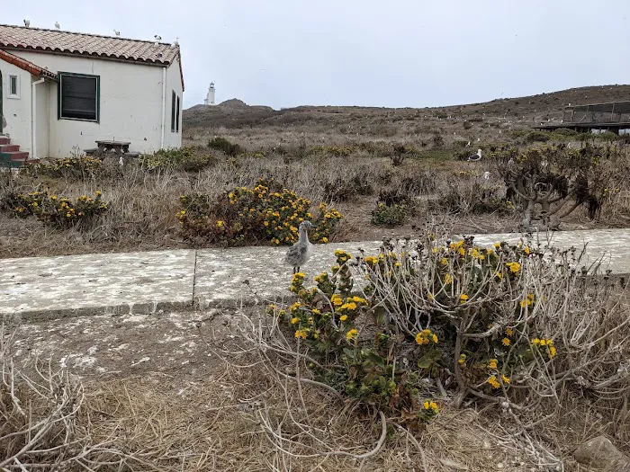 East Anacapa Island Landing Cove 4