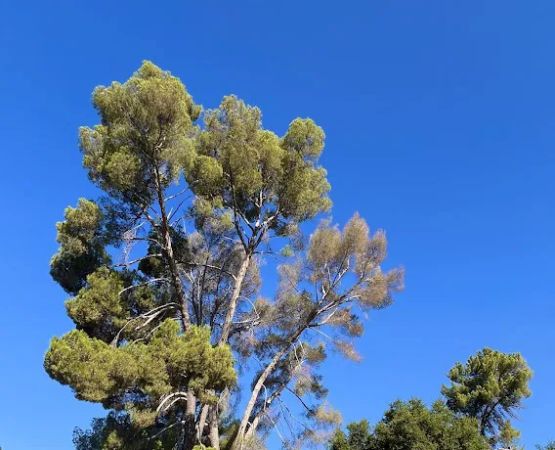 Camp Comfort Park