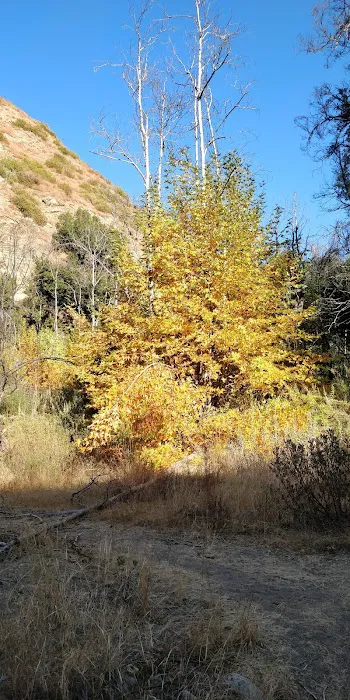 Middle Matilija Campground 4