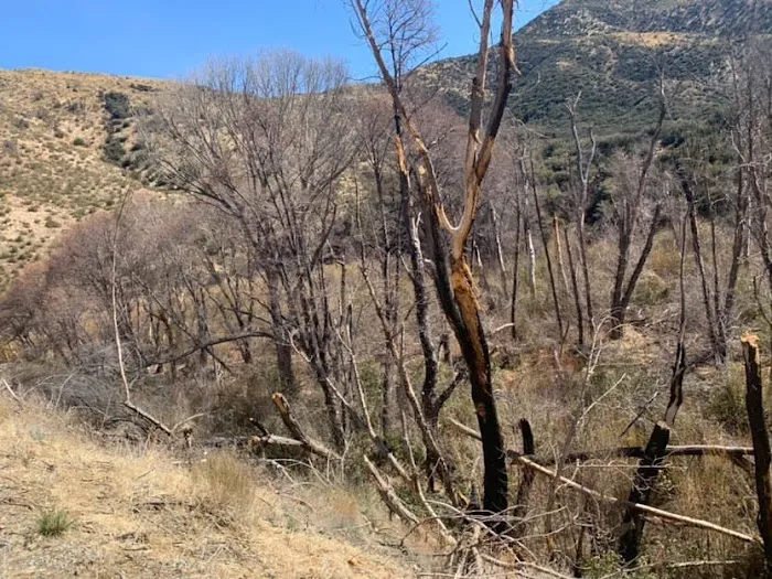 Middle Lion Campground 1