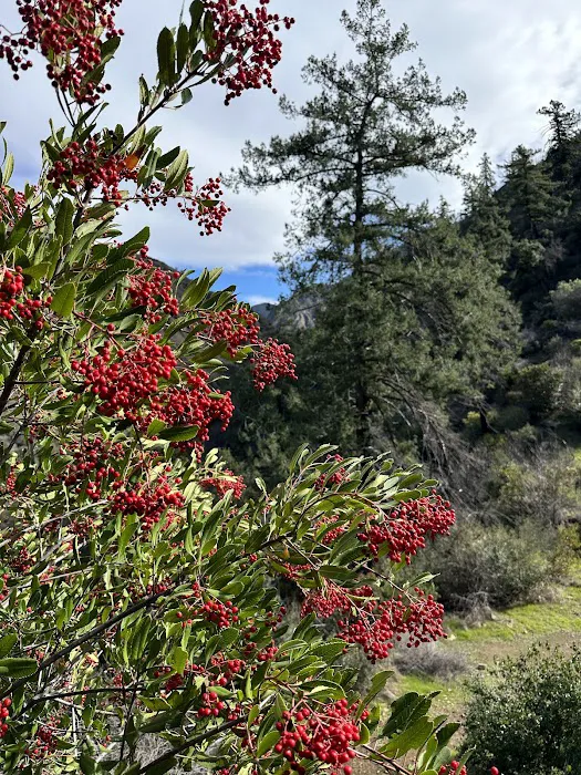 Big Cone Campground 1