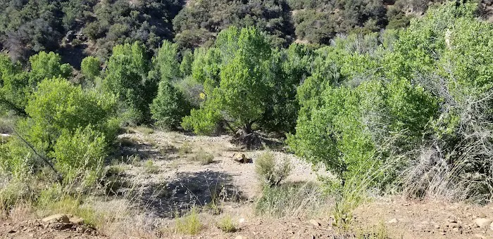 Bear Creek Trail Camp 9