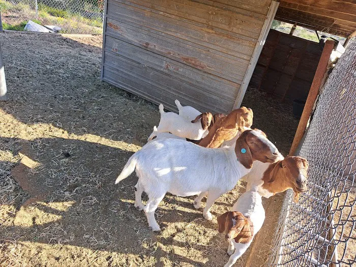 Victory Ranch 9