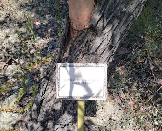 Usda Forest Services