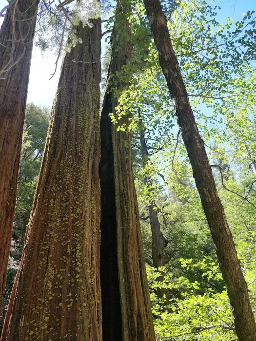 Buckhorn Campground 4