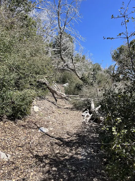 Mt Lowe Trail Camp 4