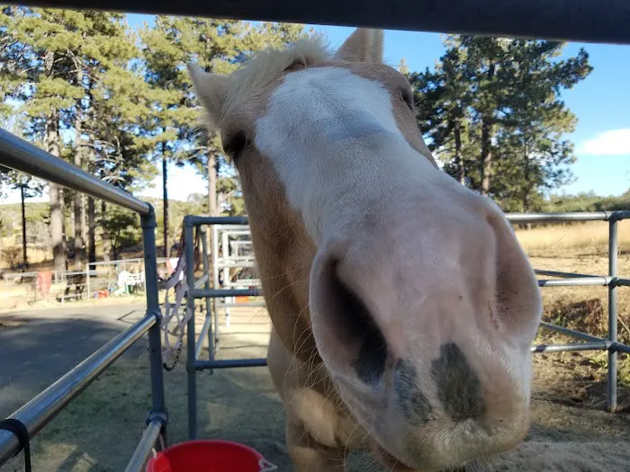 Los Vaqueros Group Horse Camp 2